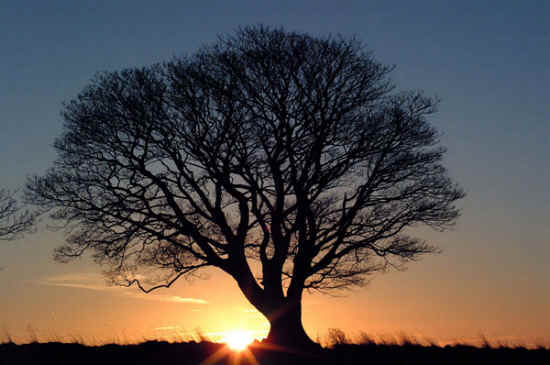 ein Sonnenaufgang mit Baum als Symbol des Ostermorgens - Bild entnommen aus 'freefoto.com'